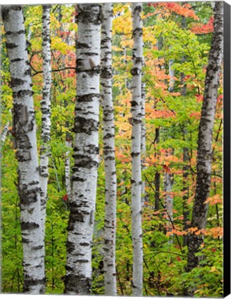 Framed Birch Trunks And Maple Leaves, Michigan Print