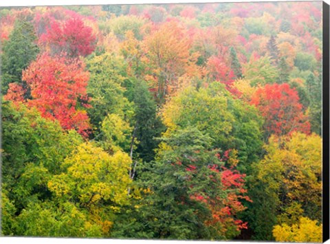 Framed Forest Above The Cut River Bridge, Michigan Print