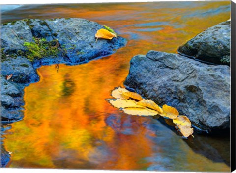 Framed Michigan, Upper Peninsula Fall Colors Reflecting In River With Leaves Floating Print