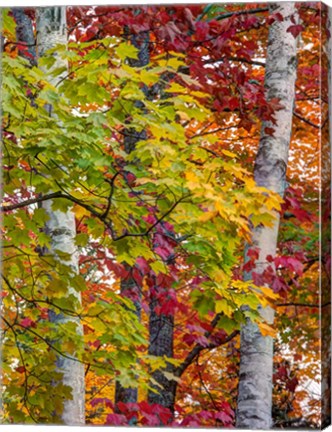 Framed Autumn Maple Leaves, Michigan Print