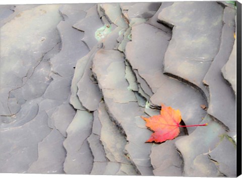 Framed Single Leaf On Rocks Along Bonanza Fall Print