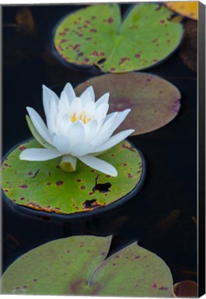 Framed White Water Lily Flowering In A Pond Print