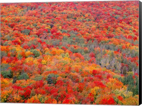 Framed Superior National Forest In Autumn Print