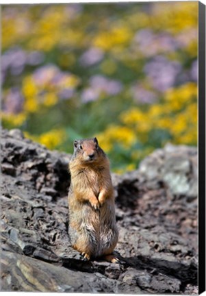Framed Columbia Ground Squirrel Close-Up Print