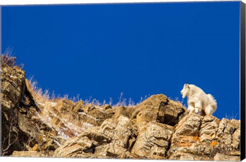 Framed Billy Mountain Goat In Glacier National Park, Montana Print