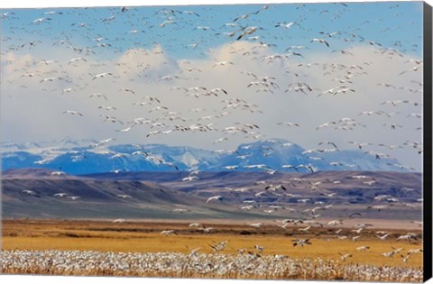 Framed Spring Migration Of Snow Geese Print