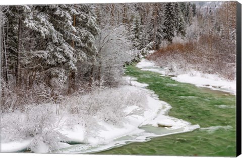 Framed Coal Creek In The Winter, Montana Print