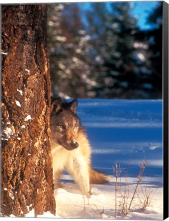 Framed Gray Wolf On The Alert In Winter Print