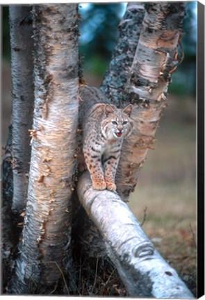 Framed Bobcat On A Fallen Birch Limb Print