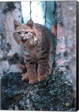 Framed Close-Up Of A Bobcat Print