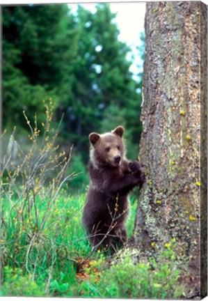 Framed Grizzly Bear Cub Leaning Against A Tree Print