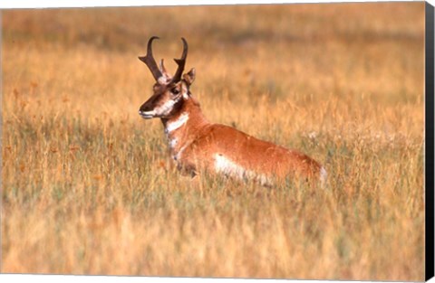 Framed Antelope Lying Down In A Grassy Field Print