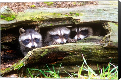 Framed Three Young Raccoons In A Hollow Log Print