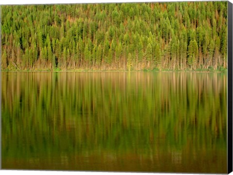 Framed Conifer Forest Reflects In Kintla Lake, Montana Print