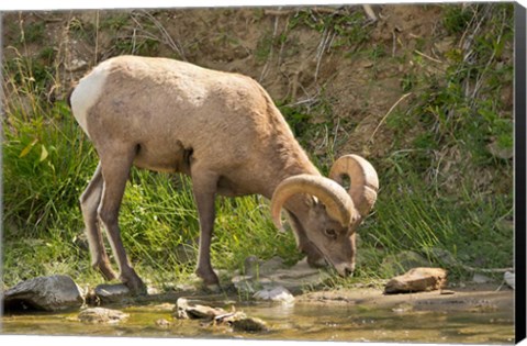 Framed Bighorn Sheep Drinking, Yellowstone National Park, Montana Print