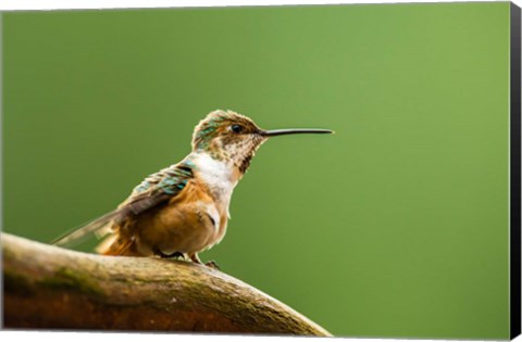 Framed Calliope Hummingbird Perched Print