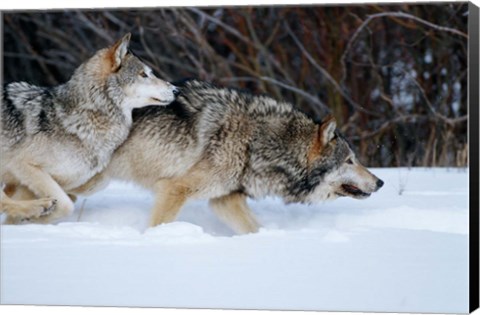 Framed Gray Wolves Running In Snow, Montana Print