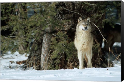 Framed Gray Wolf In Winter, Montana Print