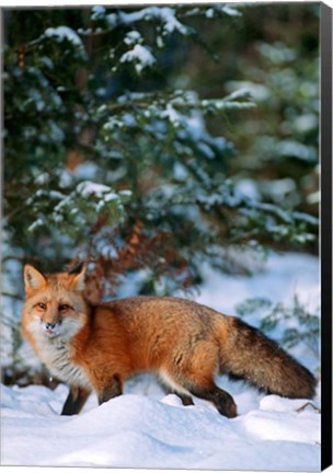 Framed Red Fox Walking In Snow, Montana Print