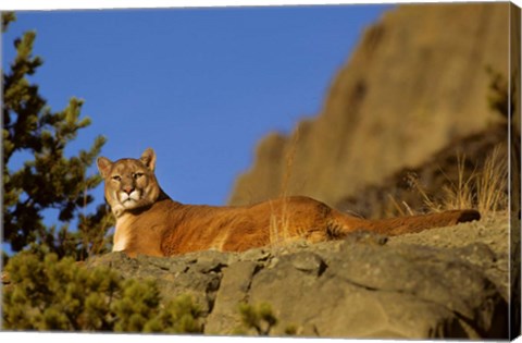 Framed Mountain Lion, Montana Print