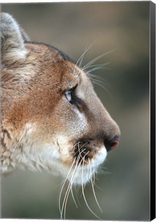 Framed Side Profile Of A Mountain Lion, Montana Print