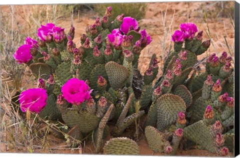 Framed Prickly Pear Cactus In Bloom, Valley Of Fire State Park, Nevada Print