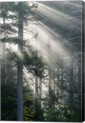 Framed Sun Rays Shining Through Foggy Pine Trees Print