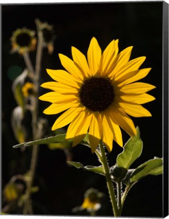 Framed Backlit Sunflower, Santa Fe, New Mexico Print