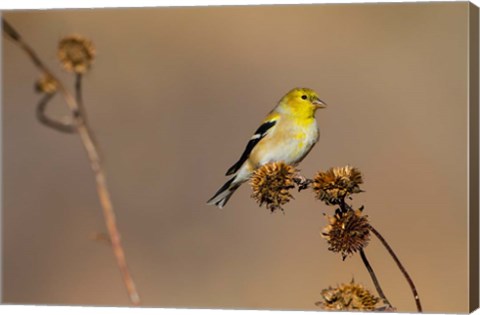 Framed American Goldfinch Feeding On Sunflower Seeds Print