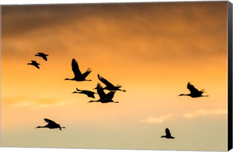 Framed Cranes And Geese Flying, New Mexico Print