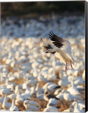 Framed Snow Geese Landing In Corn Fields, New Mexico Print