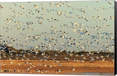 Framed Snow Geese Taking Off From Their Morning Roost, New Mexico Print