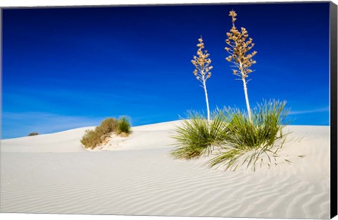 Framed Soaptree Yucca And Dunes, White Sands National Monument, New Mexico Print