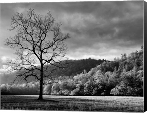 Framed Storm Clearing At Dawn In Cataloochee Valley, North Carolina (BW) Print