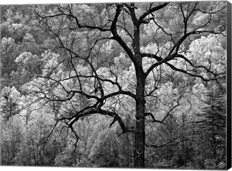 Framed Tree Caught In Dawn&#39;s Early Light, North Carolina (BW) Print