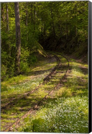 Framed Overgrown Abandoned Rail Line, North Carolina Print