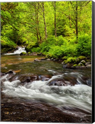 Framed Siuslaw National Forest, Sweet Creek, Oregon Print