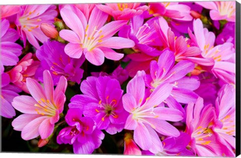 Framed Close-Up Of Columbian Lewisia Print