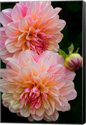 Framed Close-Up Of Pink Dahlia Flowers Print