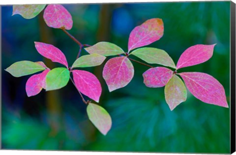 Framed Wild Dogwood Leaves In Autumn Print