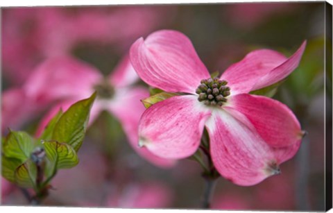 Framed Close-Up Of A Pink Dogwood Blossom Print