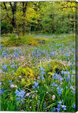 Framed Wildflowers In Camassia Natural Area, Oregon Print