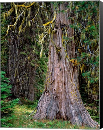 Framed Incense Cedar Tree, Oregon Print