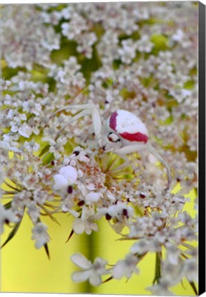 Framed Crab Spider On Wild Carrot Bloom Print