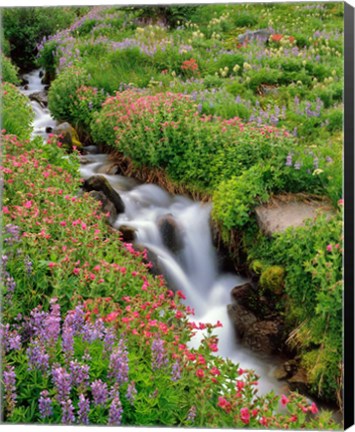 Framed Monkey-Flowers And Lupine Along Elk Cove Creek, Oregon Print