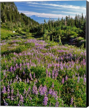 Framed Lupine In Elk Cove, Oregon Print