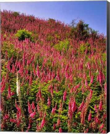 Framed Hillside Of Foxglove In Clatsop County, Oregon Print