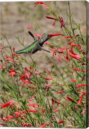 Framed Hummingbird In The Bloom Of A Salvia Flower Print