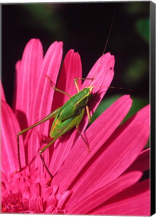 Framed Fork-Tailed Bush Katydid On A Gerbera Flower Print