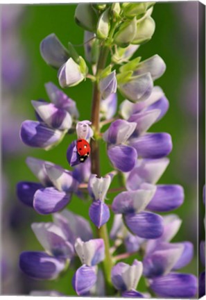 Framed Ladybug On A Lupine Flower Print